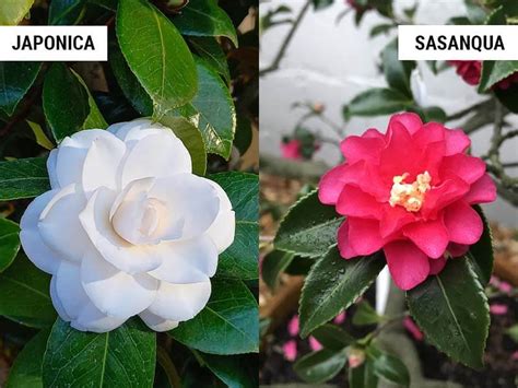 Camellia sasanqua October Magic: An Alluring Addition to Your Landscape